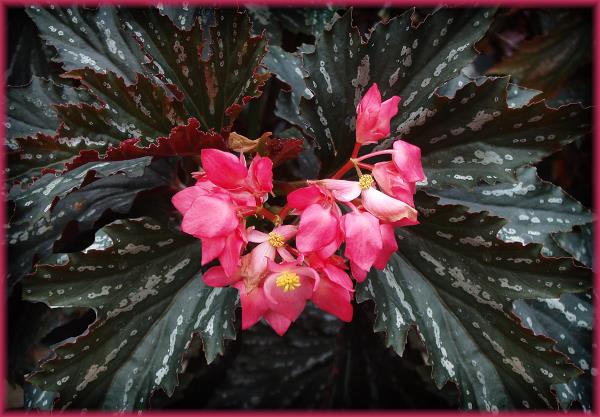 B. ‘Lady McElderry’